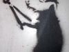 Racoon electrician