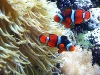 fortfisheraquarium030308_1.jpg