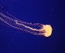 jellyfish1123081a.jpg