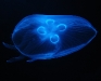 jellyfish1123082.jpg