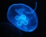 jellyfish1123083.jpg