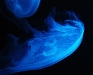 jellyfish1123084.jpg