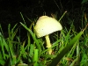 Shroooomz