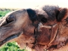 comical_camel.jpg