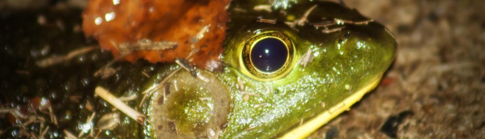 Frogs and Moon