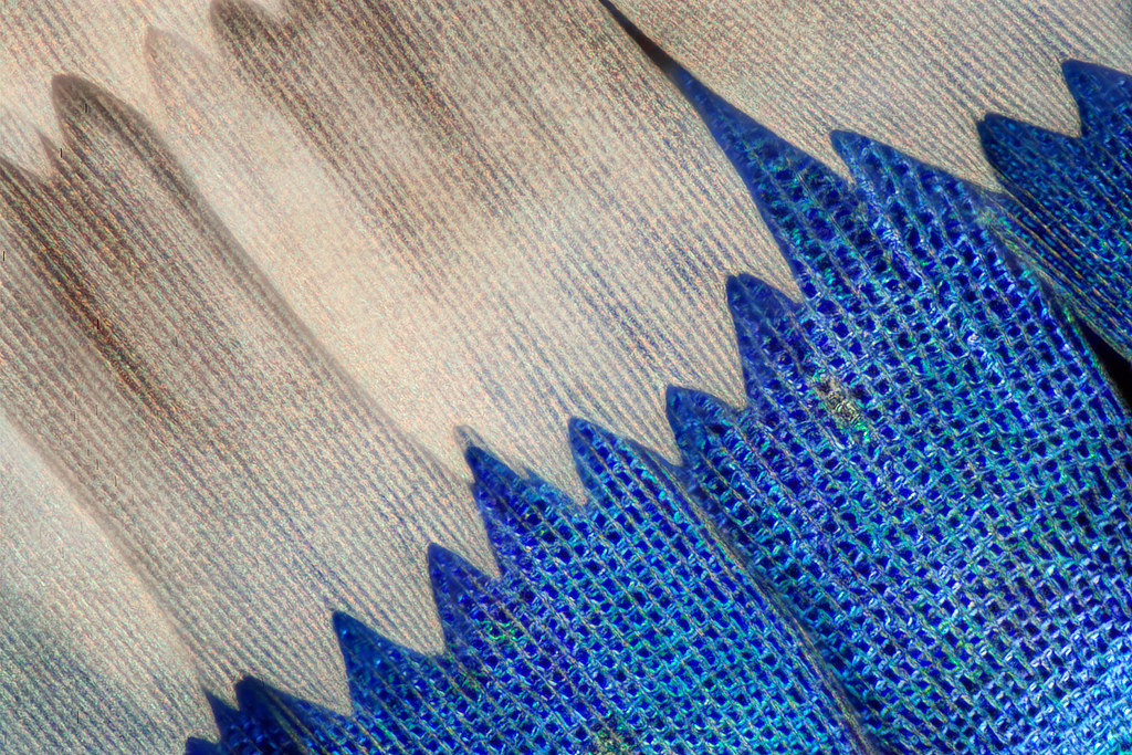 Butterfly wings – a set on Flickr