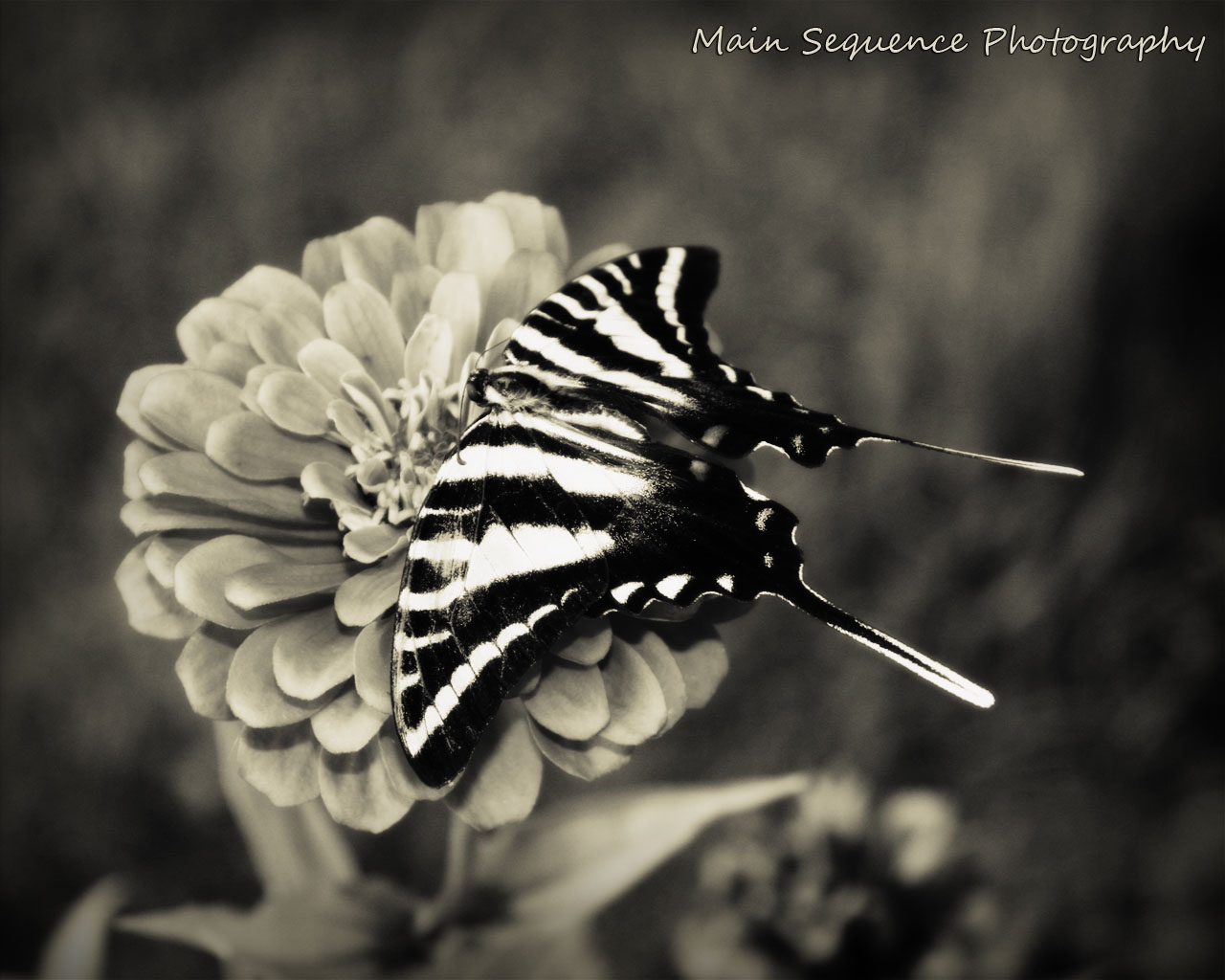 Zebra Swallowtail on Zinnia