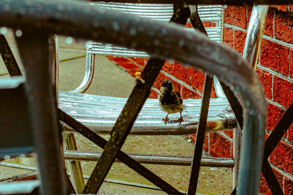 A bird is perched on a chair on the sidewalk in front of a restaurant on Front Street in downtown Wilmington, NC.