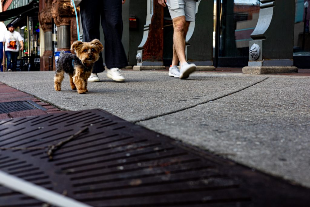 Rooster the dog walks down the sidewalk with his owners towards the camera.