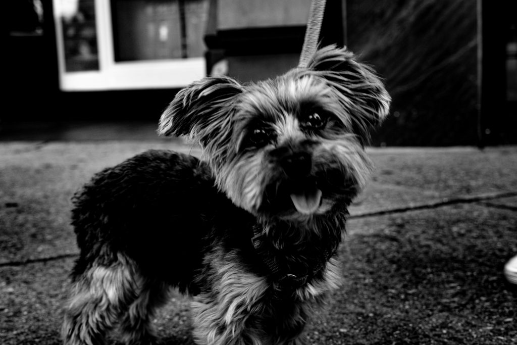 A small dog named Rooster looks at the camera.