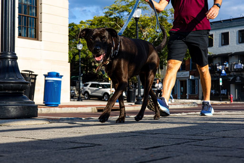 A dog walking with his owner on Water Street, Wilmington, NC.
