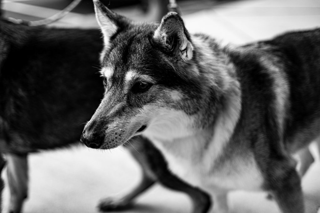 A dog goes by while on a walk on Front Street in downtown Wilmington, NC.