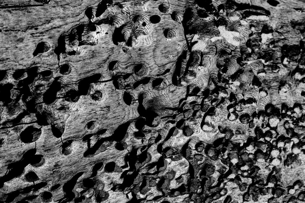 Close up detail of bore holes in drift wood.