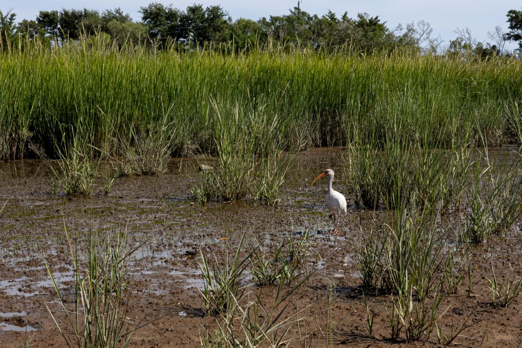 A bird searches for food in the salt marsh next to Battery Hill, Fort Fisher, NC.