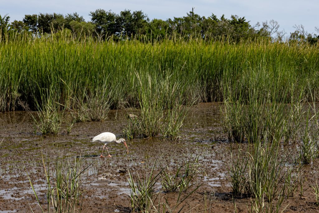A bird searches for food in the salt marsh next to Battery Hill, Fort Fisher, NC.