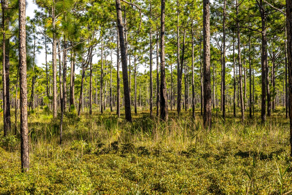 A view of the coastal pine forest at Carolina Beach State Park.