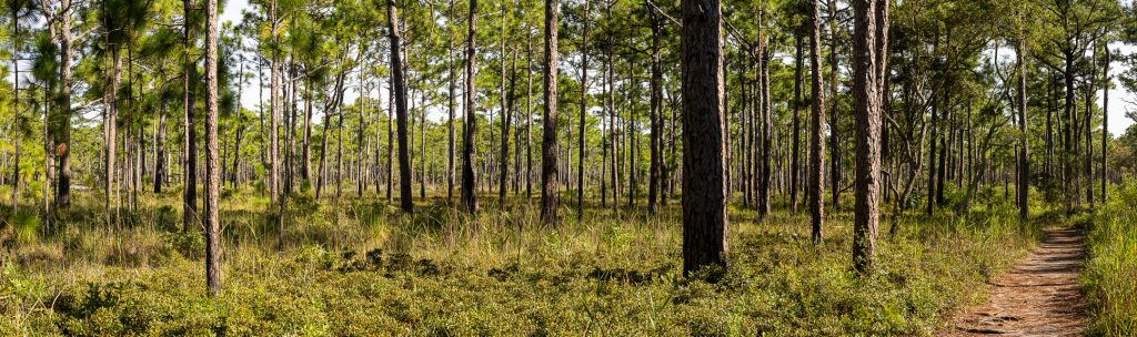 A view of a coastal pine forest in Carolina Beach State Park.