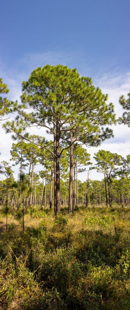 Pine trees stand tall in Carolina Beach State Park.