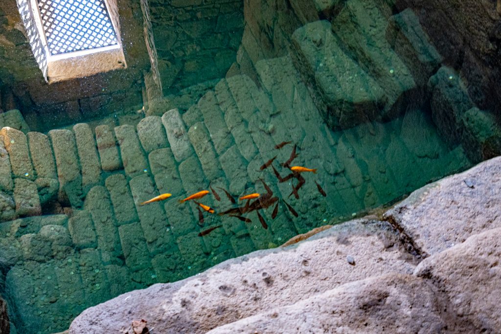 Fish living in the water collection area of the Moorish Fortress Alcazaba.