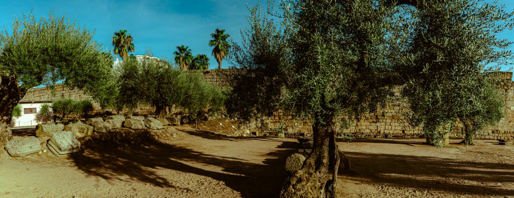Olive trees, planted centuries ago, still grow inside Alcazaba, an ancient Moorish fortress.