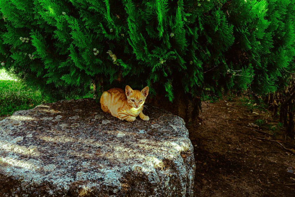 A cat watches the photographer carefully in Alcazaba.