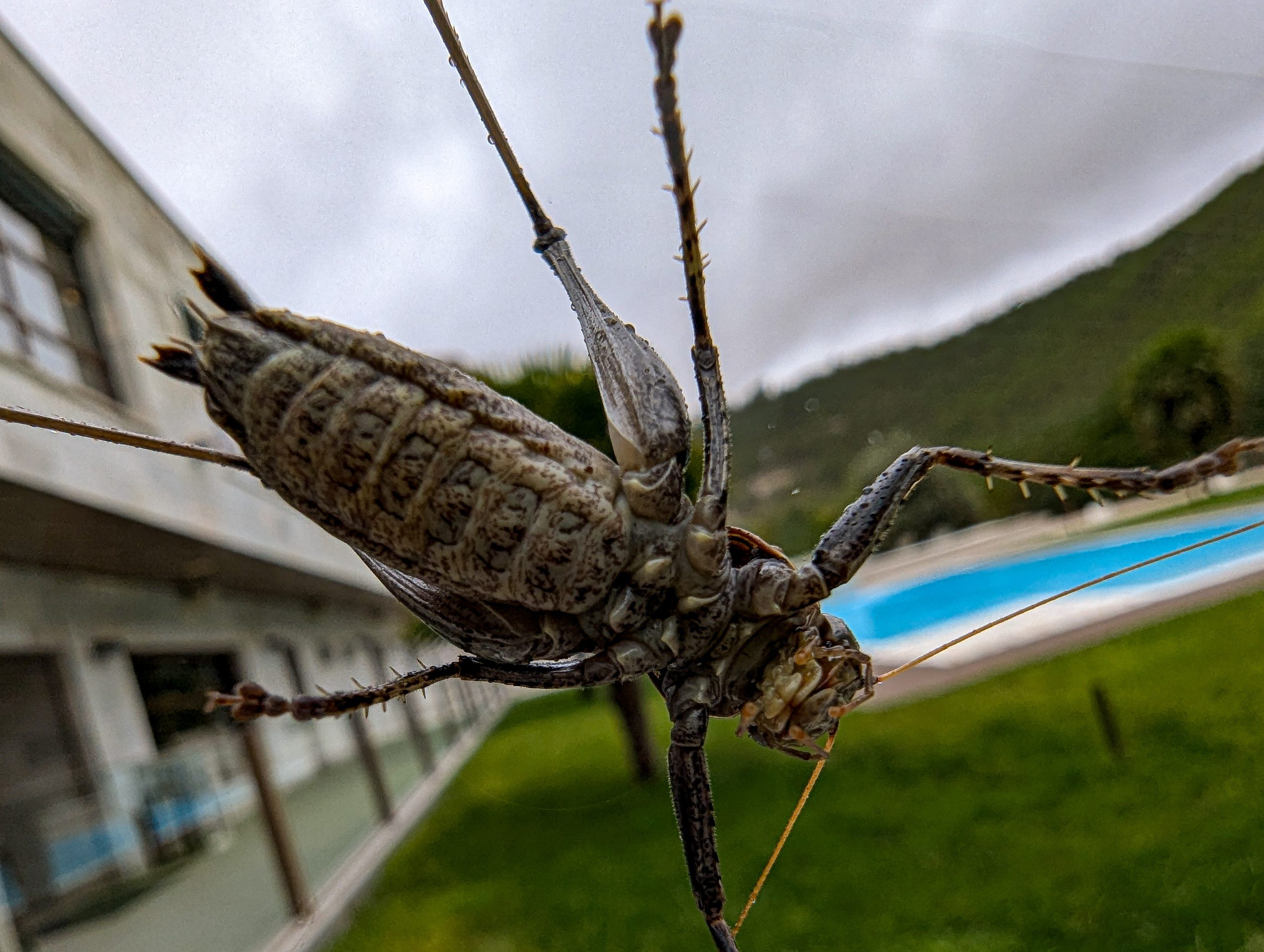 Attack of the Giant Bug.