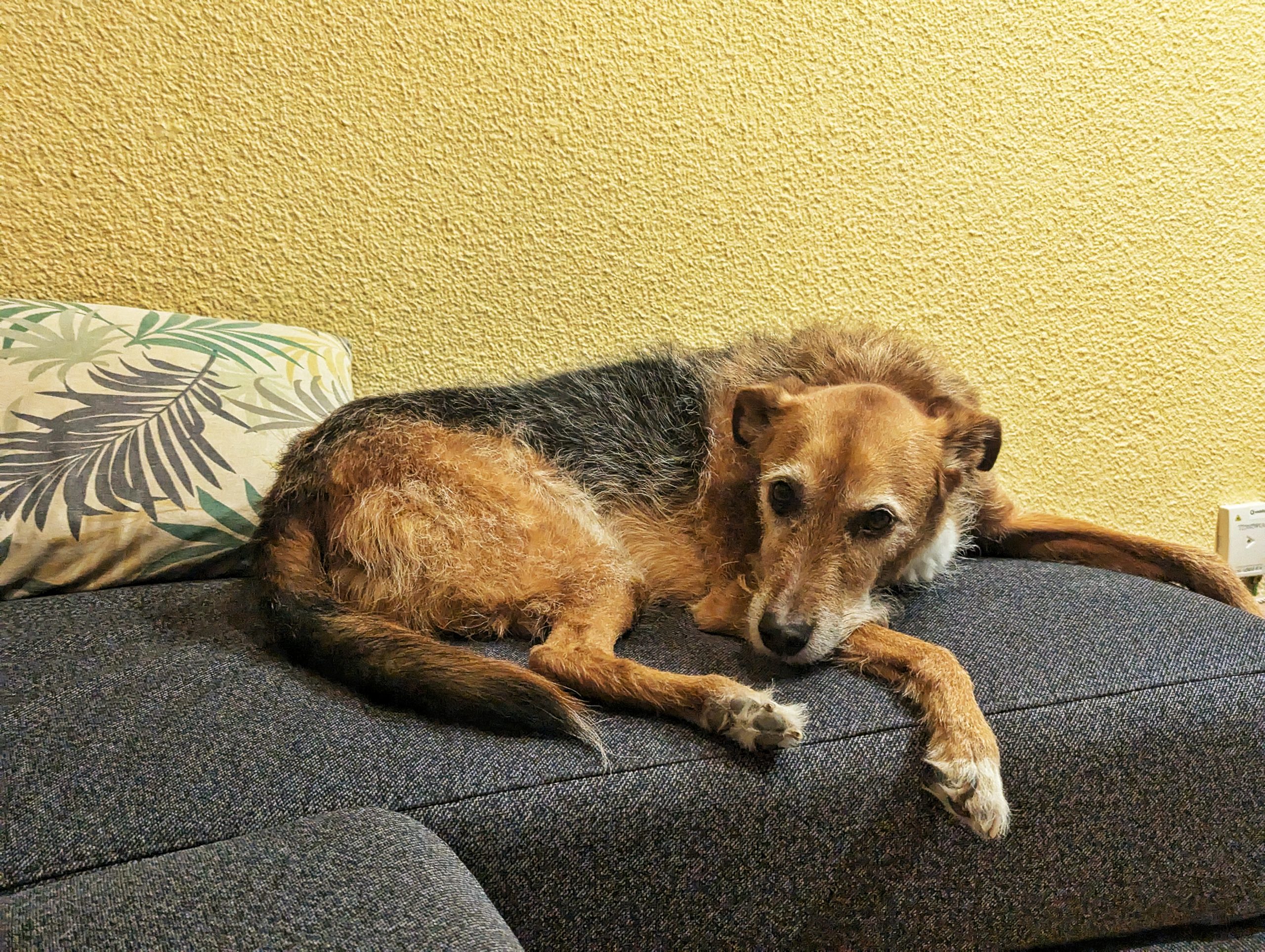 Jake the Dog rests in his favorite spot on the sofa.
