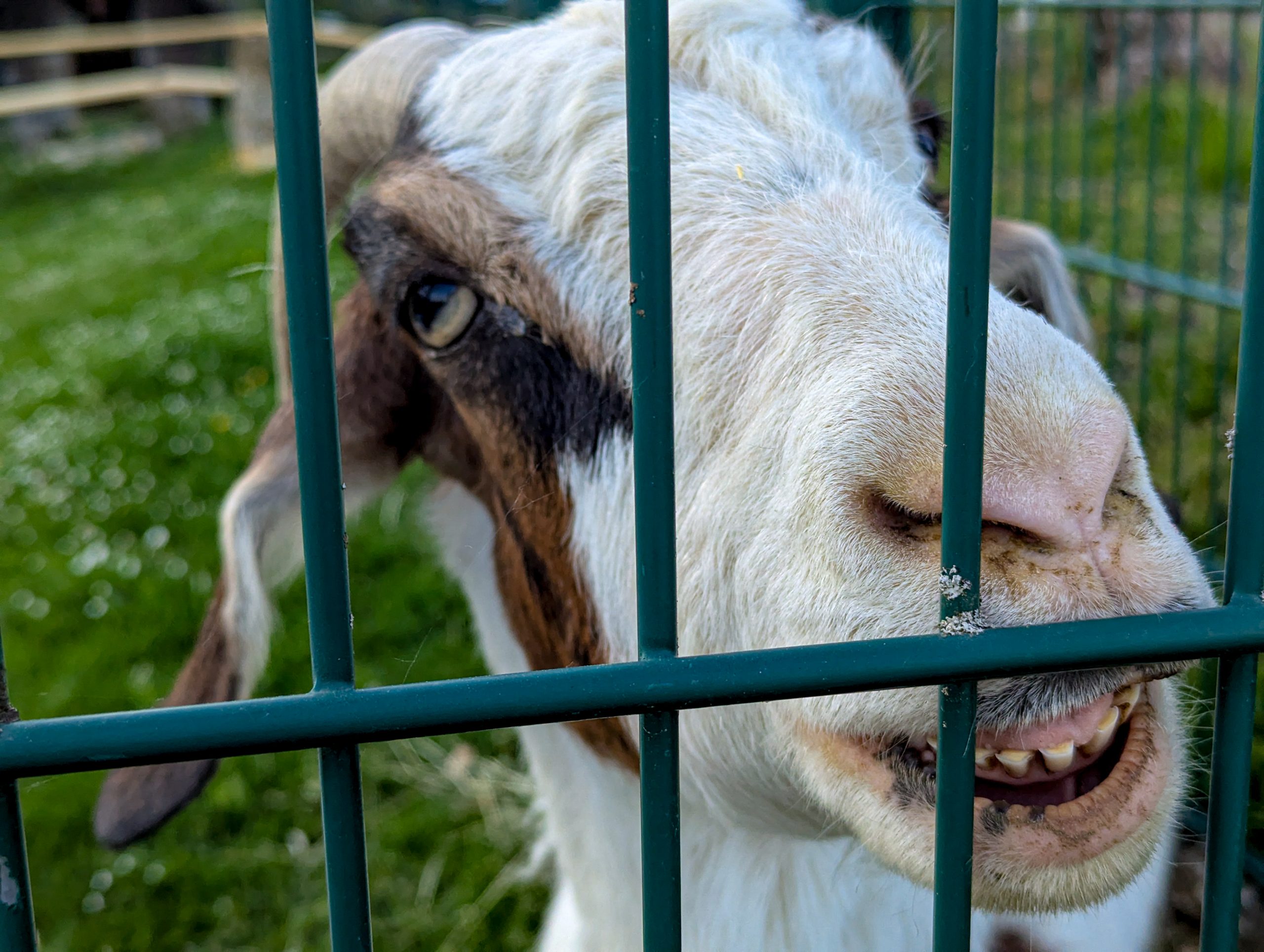 A goat looks through the fence surrounding it's paddock in southern Germany.