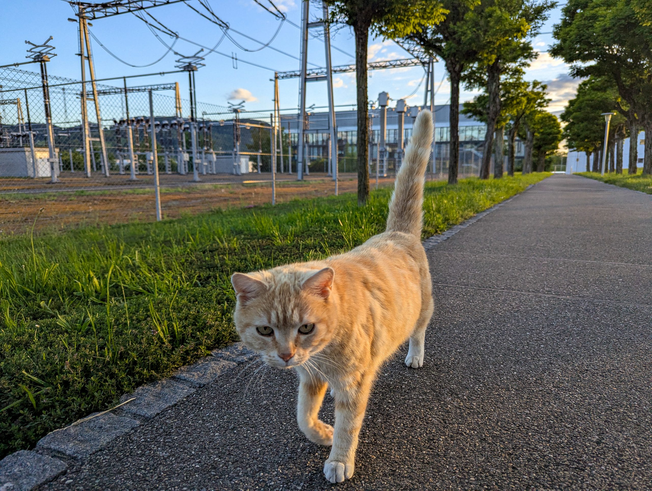 A cat strolls down a footpath near Leibstadt, Switzerland.