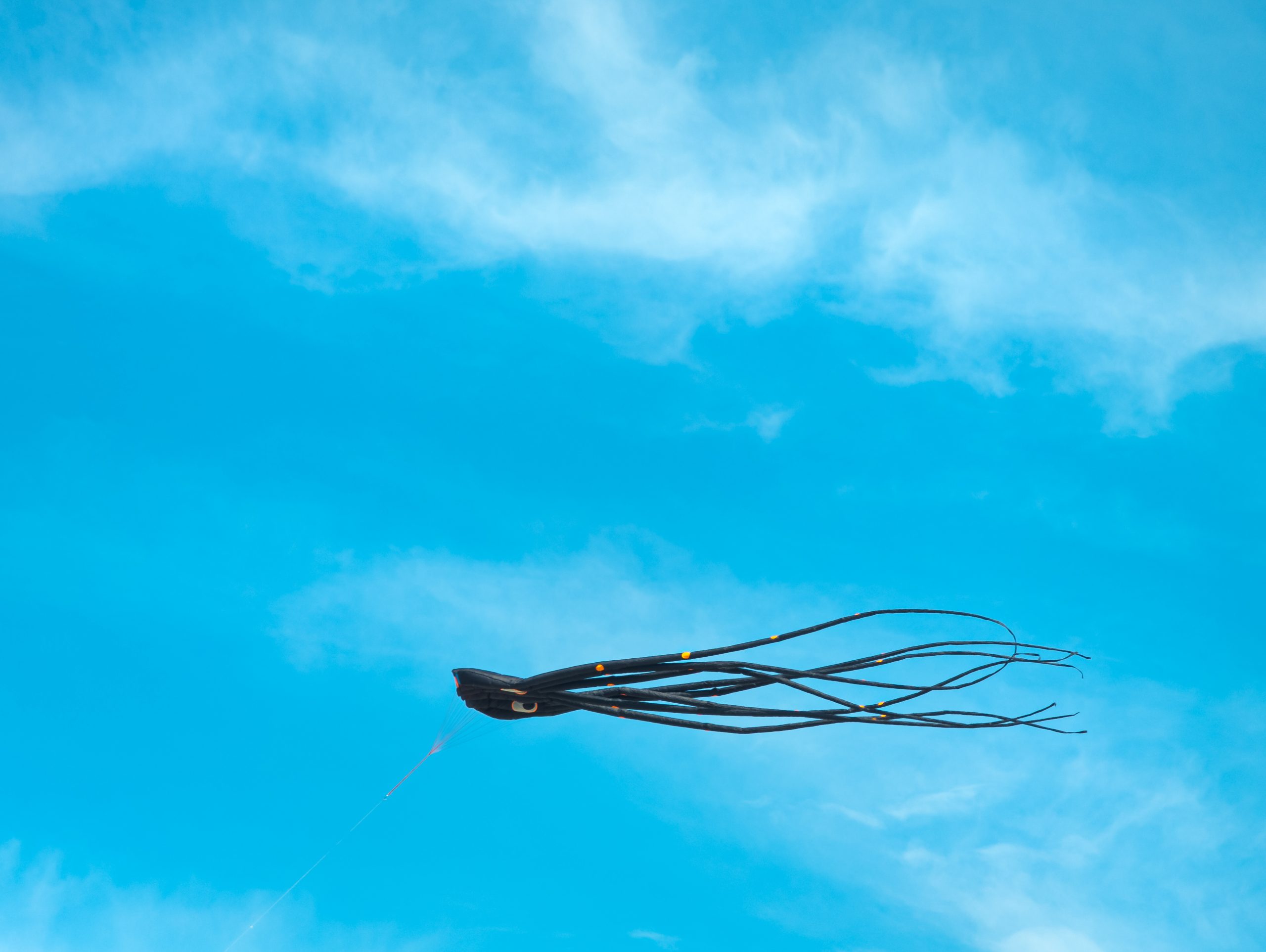Sky Squid